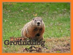 Poetry Happy Groundhog Day Quotes And Wishes Picture Cards Happy Groundhog Day Groundhog Day Groundhog