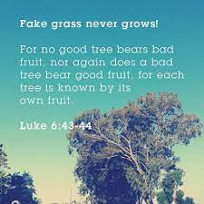 A tree is known by the fruit it bears. Fake Grass Never Grows For No Good Tree Bears Bad Fruit Nor Again Does A Bad Tree Bear Good Fruit For Each Our Father Who Art In Heaven Best Fruits