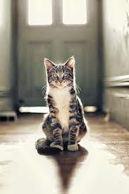 We did not find results for: Pin Di Cats