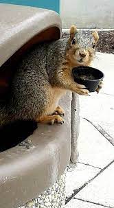 The Magic Of The Internet Squirrel Pictures Fox Squirrel Cute Squirrel