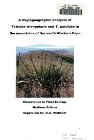 Image result for Tetraria