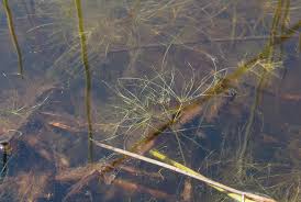 Image result for Eleocharis confervoides