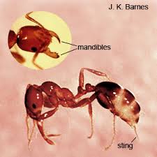 Image result for Fire Ant Sting