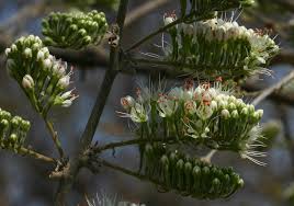 Image result for Combretum schumannii
