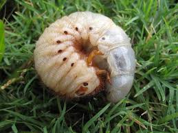 Here is the complete information about vegetable the health benefits of vegetable nutrition are enormous. Advice How To Understand Insect Pest Life Cycles