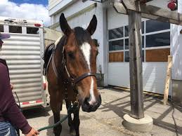 Extremely large for a donkey, they tend to fall apart in conformation at this height. Heartland On Twitter He Might Not Look It From Some Of These Photographs But The Horse Playing Flame Is A Good 17 Hands Tall Iloveheartland Hlinprod Https T Co Vpsvpuaauh