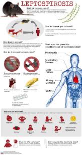 Infographic What Is Leptospirosis Vet Tech School Vet Tech Student Vet Medicine