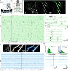 The synaptic cleft or gap junction is the space separating cell membranes of the presynaptic transmitter from postsynaptic receiver electrical synapse physiology doesn't require chemical messengers or receptors and therefore allows faster transmission speeds. The Functional Organization Of Excitatory Synaptic Input To Place Cells Nature Communications