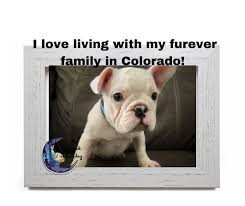 Bulldog and french bulldog breeder in hungary. Extreme Pied White Male French Bulldog Kramer 2160 The French Bulldog