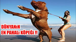 Dunyanin En Pahali Kopek Irki 3 000 000 Dolar Para Verdiler Satmadi Biggest Dog Youtube