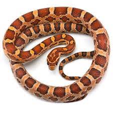 Read more about corn snakes for sale. Corn Snakes For Sale Elaphe Guttata Guttata Petco