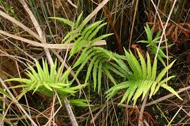 Image result for Cyclosorus interruptus