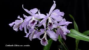 Image result for Chloris diluta