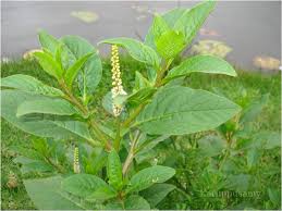 Image result for Sphenoclea zeylanica