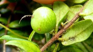 Image result for Vangueria ferruginea