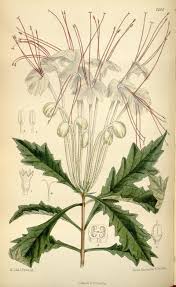 Image result for Clerodendrum incisum
