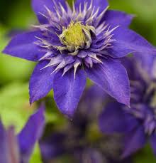 Check spelling or type a new query. Clematis Grossbl Fruhbluh Gruppe The President Waldrebe Clematis Gartenpflanzen Daepp