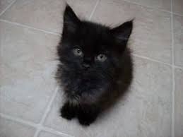 Adopt Pearl R On Petfinder Baby Cats Cats Black Kitten