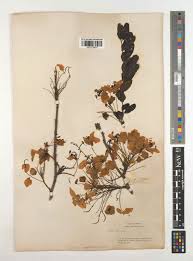 Image result for Cassia angolensis