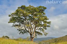 Image result for Hymenaea courbaril