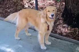 — instructions on how to adopt a lifelong friend, adoption application, reasons to syracuse, new york. Who Are The Best Breeders From Whom To Buy A Golden Retriever Puppy In New York Quora