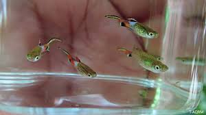 Image result for Aneilema spekei