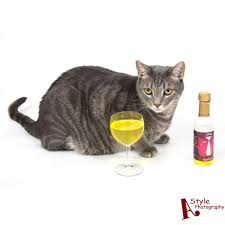 Has Your Cat Tried Cat Wine Yet Enter To Win A Bottle Http Www Astylephotography Com Blog 2017 5 Enter To Win Free Dog Beer Or Cat Wi Dog Beer Cat Wine Cats