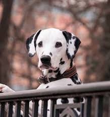 Dalmatian Information Dog Breed Facts Dogell Com