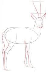 Download 1,284 gazelle drawing stock illustrations, vectors & clipart for free or amazingly low rates! How To Draw Gazelle Easy Step By Step Tutorial For Kids