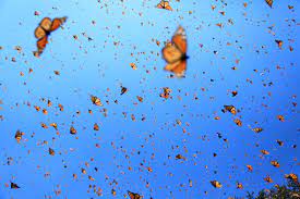La Montana De Las Mariposas El Increible Viaje De La Mariposa Monarca Eres Ciencia