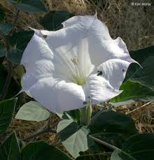 Image result for Datura inoxia