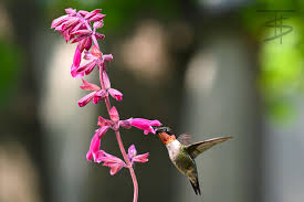 Advice for beginner bird photography?