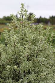 Image result for Pittosporum tenuifolium