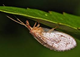 This insect preys on spiders, caterpillars, and other insects. Ohio S Natural Enemies Lacewings Ohioline