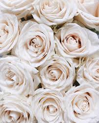 Maybe you would like to learn more about one of these? Ann Mission S Flowers Plants Images From The Web Rose Wallpaper White Roses Wallpaper Flowers