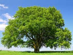 Beech Tree Pictures Photos Images Facts On Beech Trees Beech Tree Tropical Tree Old Oak Tree
