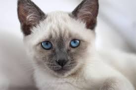 They will follow their companions around and strike up a conversation about everything and anything. Siamese Kittens