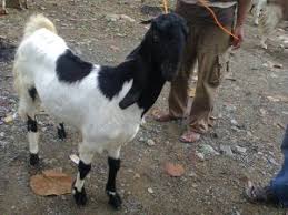 Maybe you would like to learn more about one of these? Budidaya Kambing Peranakan Etawah Pe Dinas Peternakan Kabupaten Lebak