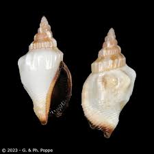 Image result for Canarium