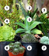 Those of you fortunate to live in zone 9 and above, you can pretty much have your pick of. Succulents In Shady Places San Diego Home Garden Lifestyles