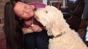 Why Does My Dog Always Want To Lick Me