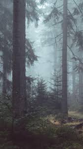 Page 3 for forest wallpapers in ultra hd or 4k. Misty Forest Wallpapers Wallpaper Cave