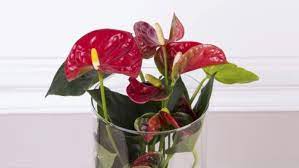 Anthurium The Houseplant That Purifies Your Air Ctv News