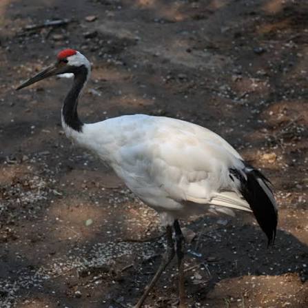 Red-crowned Crane（A large wading bird of the family Gruidae and the genus  Grus.）_Baiduwiki