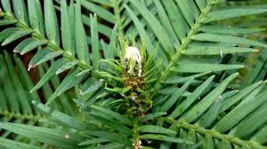 Image result for Araucariaceae