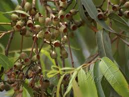 Image result for Eucalyptus citriodora