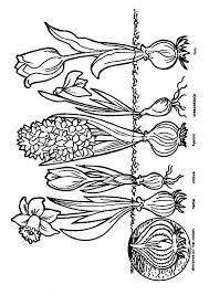 Malvorlage Fruhling Zwiebeln Fruhling Im Kindergarten Naturkindergarten Ausmalen