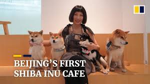 Shiba inu (shib) is an experiment in decentralized community building and another meme coin similar to dogecoin. Beijing S First Shiba Inu Dog Cafe Is A Crowd Pleaser Youtube