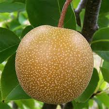 Communis), asian varieties don't turn soft and mushy when ripe. Buy Affordable Pear Trees At Our Online Nursery Arbor Day Foundation Buy Trees Rain Forest Friendly Coffee Greeting Cards That Plant Trees Memorials And Celebrations With Trees And More