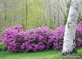Blog Archive Rhododendron P J M Rhododendron Orchard Garden Garden Bulbs